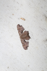 Calledapteryx dryopterata