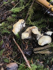 Cantharellus subalbidus