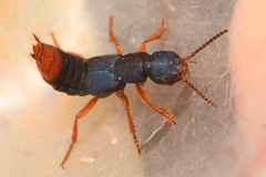 Dinothenarus saphyrinus