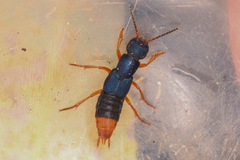 Dinothenarus saphyrinus