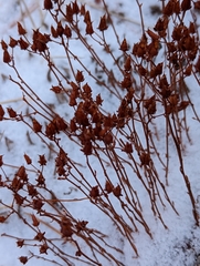Betula glandulosa