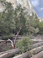 Arctostaphylos viscida mariposa
