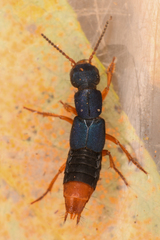 Dinothenarus saphyrinus