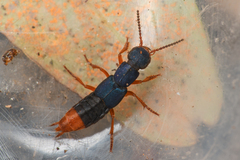 Dinothenarus saphyrinus