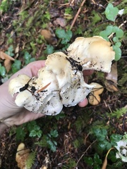 Cantharellus subalbidus