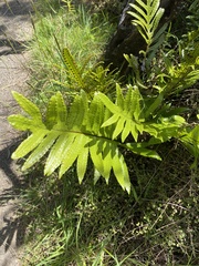 Microsorum pustulatum pustulatum