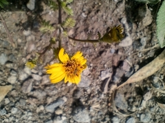 Tagetes zypaquirensis