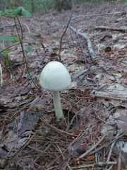 Amanita bisporigera