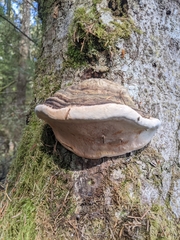 Fomes fomentarius