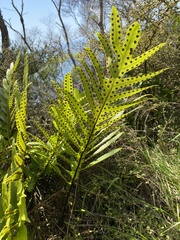 Microsorum pustulatum pustulatum