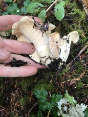 Cantharellus subalbidus