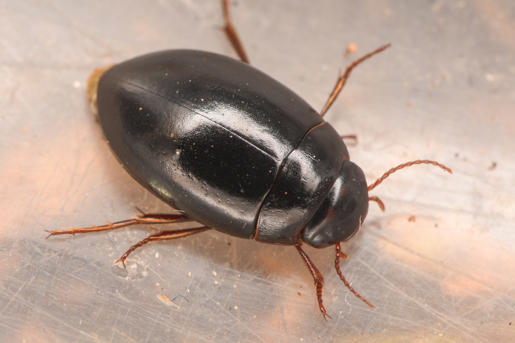 Agabinus sculpturellus