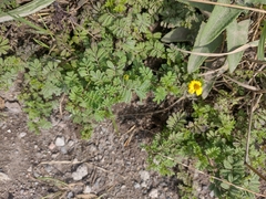 Tagetes zypaquirensis