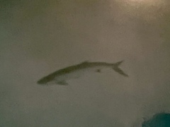 Megalops atlanticus