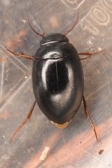Agabinae
