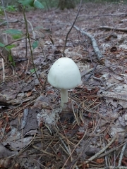 Amanita bisporigera
