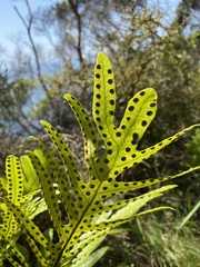 Microsorum pustulatum pustulatum