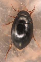 Agabinae