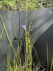 Gentianopsis virgata