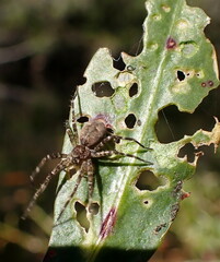Dolomedes tenebrosus