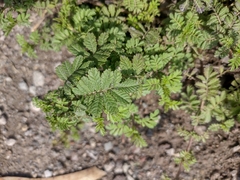 Tagetes zypaquirensis