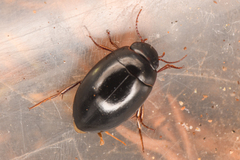 Agabinae