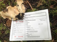 Cantharellus subalbidus