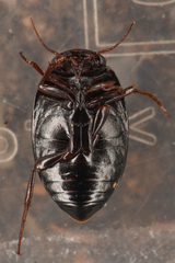 Agabinae