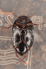 Agabinae