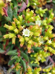 Chorizanthe