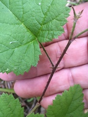 Rubus parviflorus