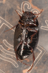 Agabinae
