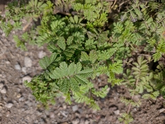 Tagetes zypaquirensis