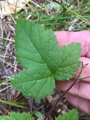 Rubus parviflorus