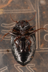 Agabinae