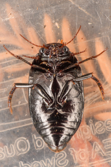 Agabinae