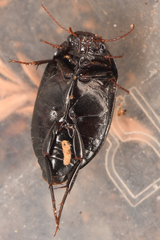 Agabinae