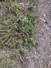 Tagetes zypaquirensis