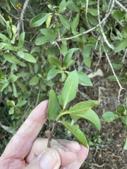 Myoporum laetum