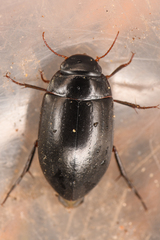 Agabinae