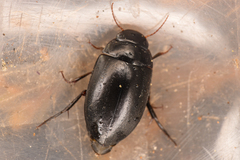 Agabinae