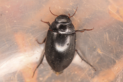 Agabinae