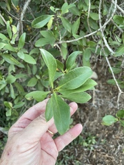 Myoporum laetum
