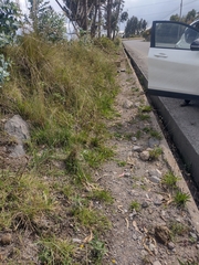 Tagetes zypaquirensis