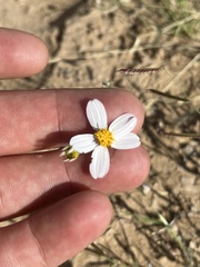 Coreocarpus parthenioides parthenioides