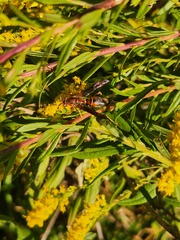 Fuscopolistes