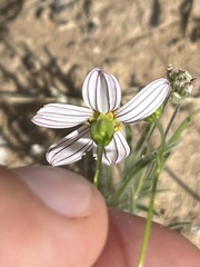 Coreocarpus parthenioides parthenioides