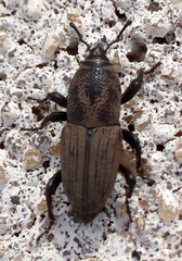 Sphenophorus coesifrons