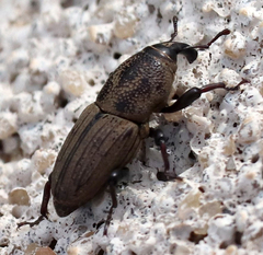 Sphenophorus coesifrons