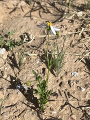 Coreocarpus parthenioides parthenioides
